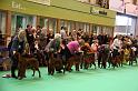 Crufts2010 1317